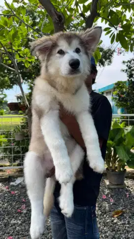 Alaskan malamute 2 ekor special price