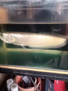 Dijyalikan Arwana siler Red  unik panjang kuang lebih  70 cm