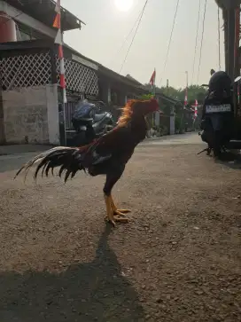Ayam Jago bangkok X pakhoy