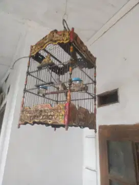 Perkutut Bangkok dan lokal