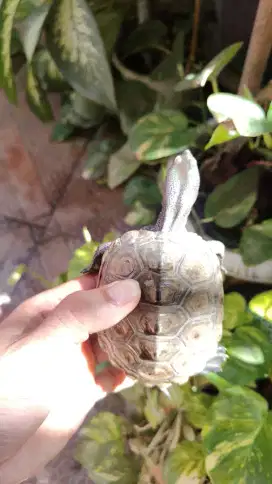 Kura diamondback terrapin