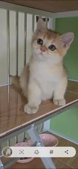 BRITISH SHORTHAIR GOLDEN BETINA KET IMPOR