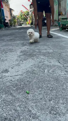 Poodle putih jantan nonstamboom