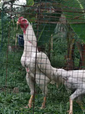 Ayam shamo asli usia 8 bulanan