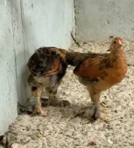 Jual anakan ayam brama