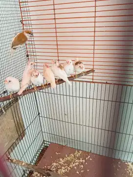 Emprit jepang siapan