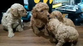 POODLE lucu dan lincah