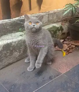 Kucing BSH British Shorthair Blue Solid Betina 10 bulan Mulai Birahi