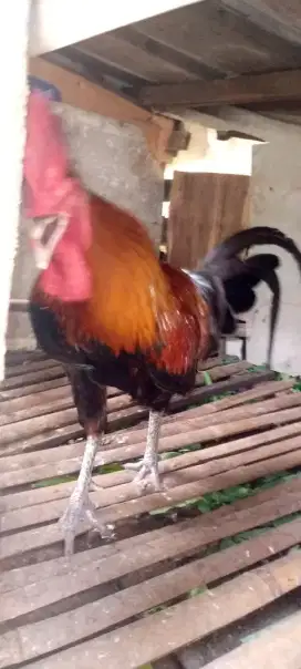 Jual 3 ekor ayam pelung cianjur