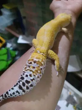 Gecko Jumbo bebas pilih