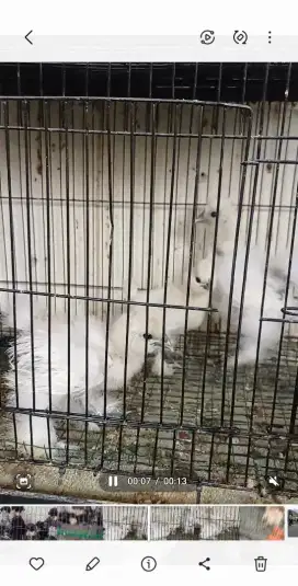 Anakan ayam silkie
