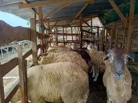 Kambing Domba Aqiqah 2025