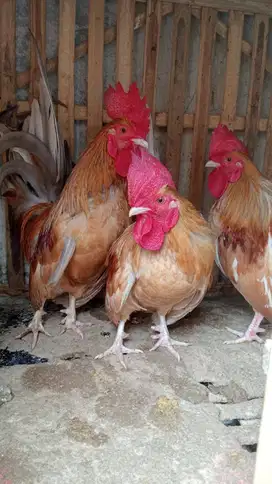 Dijual Ayam Kate Jantan satuan Rp. 100.000
