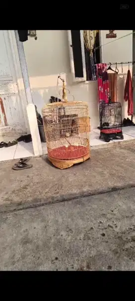 DIJUAL BURUNG MURAI FULL SET SHT,GAK CACAT,GACOR,LNGSNG NYAUT