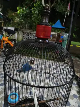Lb cobalt mangsi fullset