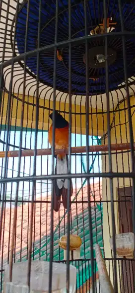 MB gacor 2 x mabung