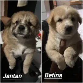 Anakan pupies goberian 1,5 bln sepasang