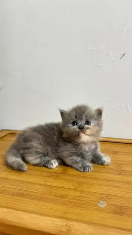 Kucing munchkin kaki pendek