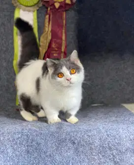MUNCHKIN BSH BICOLOUR