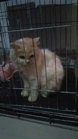 Kucing anggora betina
