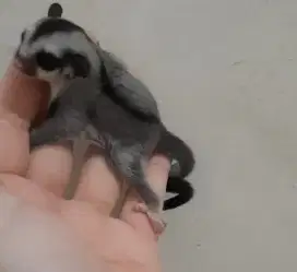 Sugar glider Grey & Platinum