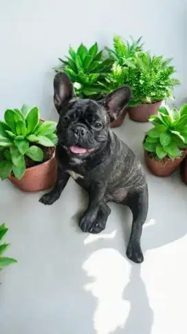 Calon indukan frenchie