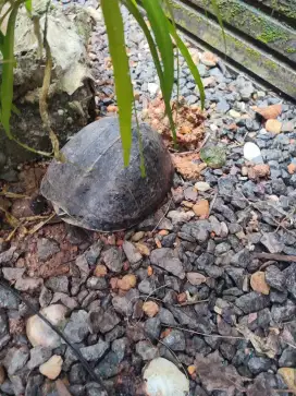 Jual kura kura murah