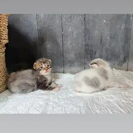 Kitten Mainecoon Kucing Maine Coon