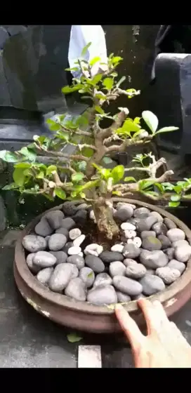 Bonsai Siancai Bogel Small