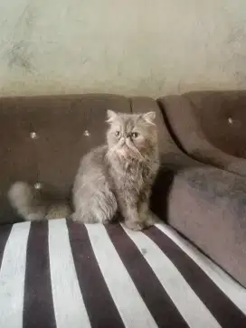 JASA PACAK KUCING