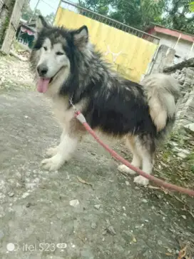 Alaskan malamute murah Nego