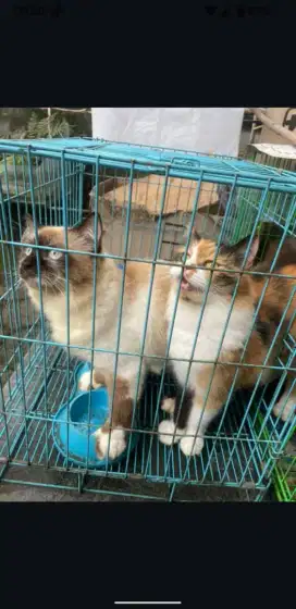 Open adopt himalaya (jantan) persia (betina) sejodoh