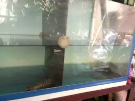 Chana Limbata + Stewarti + Aquarium