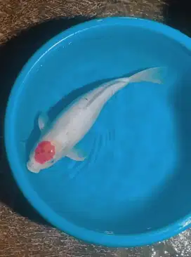 Ikan koi size 45cm