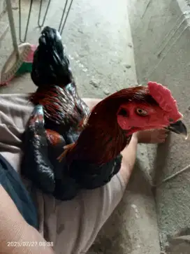Jual ayam Bangkok khoyngon