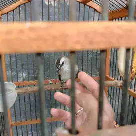 Trucukan gacor jinak