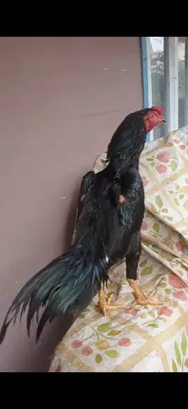ayam jenis bangkok