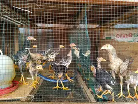 Ayam Kampung Asli