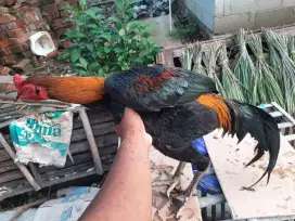 Jual ayam Bangkok mangon