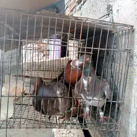 Jual burung dara remaja