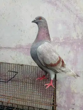 Burung dara giring sepasang