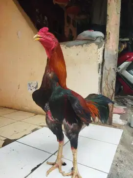Ayam Bangkok gede
