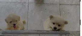 Jual Puppys Pomerian Jogja