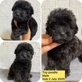 Toy poodle putih dan hitam