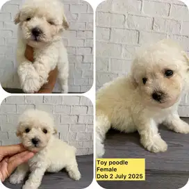 Toy poodle putih dan hitam