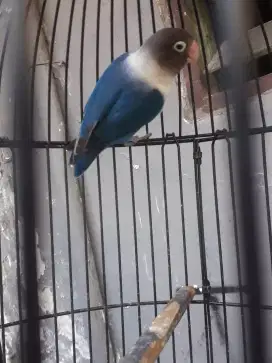 labet lovebird jantan bekas indukan