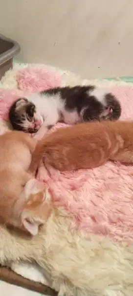 Pet Sitting Jakarta & Depok