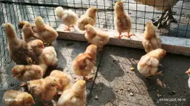 Jual anakan ayam petelur