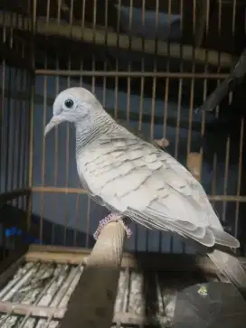 Perkutut silver jantan mulus