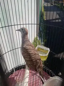 Perkutut bangkok jantan mulus